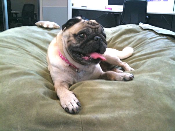 26737_388405026921_686786921_4572466_4605792_n