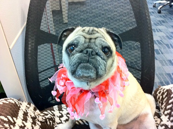 26737_388405026921_686786921_4572466_4605792_n