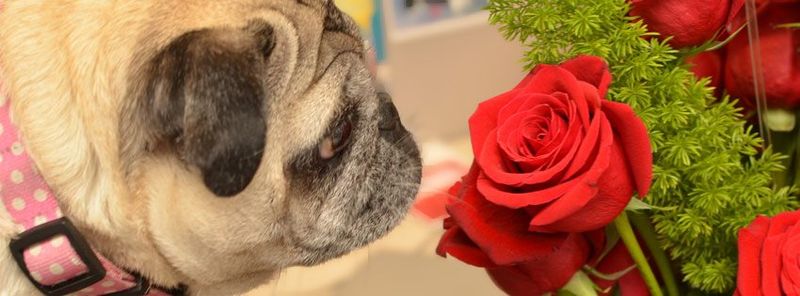 556970_370750336298439_1038735228_n