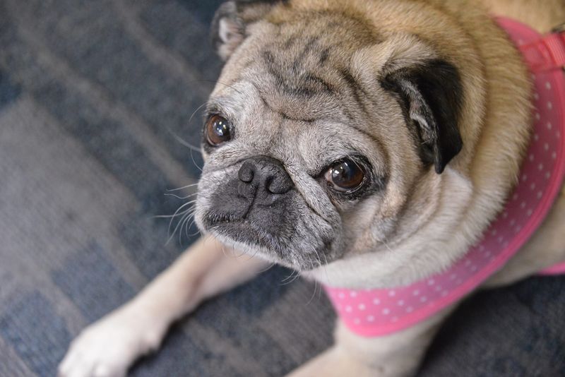 1014560_595600607146743_1229615160_o