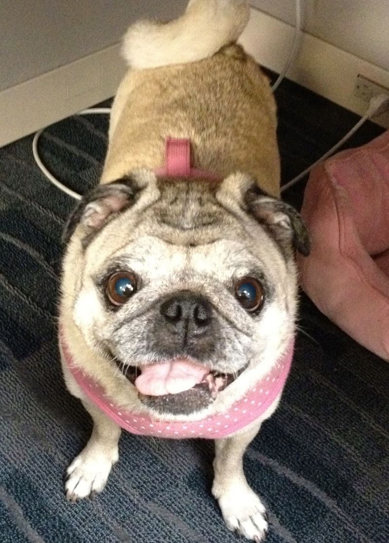 1149431_626806077359529_1026424737_o