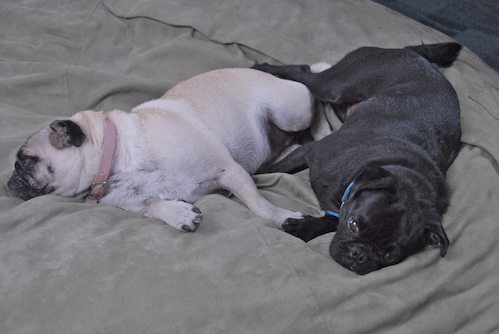 Happy Birthday Sheba!!!