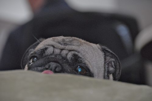 Happy Birthday Sheba!!!