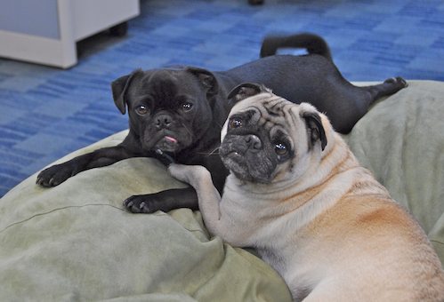 Happy Birthday Sheba!!!