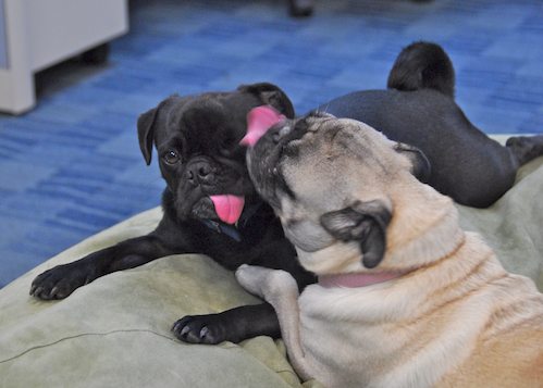 Happy Birthday Sheba!!!