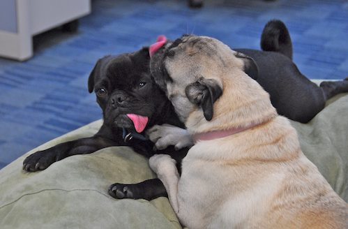 Happy Birthday Sheba!!!