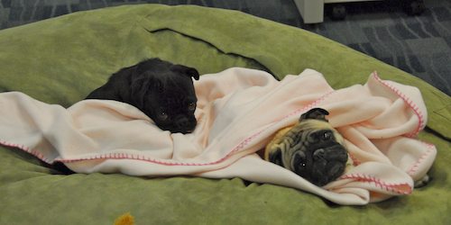 Happy Birthday Sheba!!!