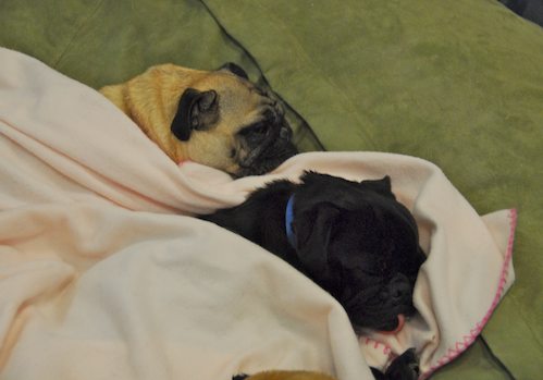 Happy Birthday Sheba!!!