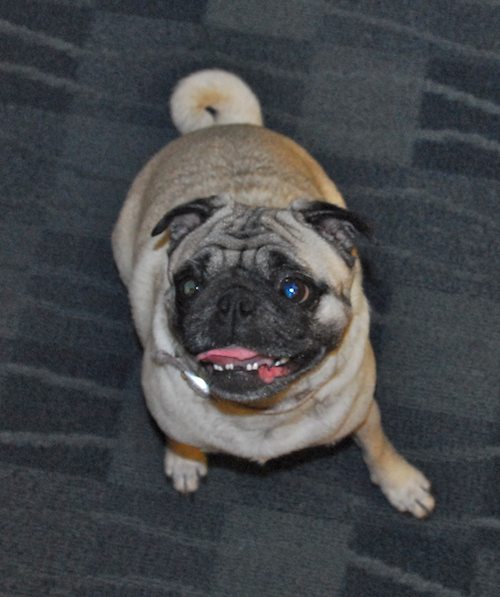 Happy Birthday Sheba!!!