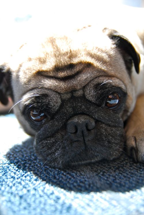 Little Sheba the Hug Pug - 5 years of Puppy Fun in Palo Alto