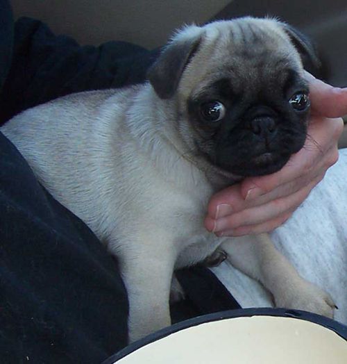 Little Sheba the Hug Pug - 5 years of Puppy Fun in Palo Alto