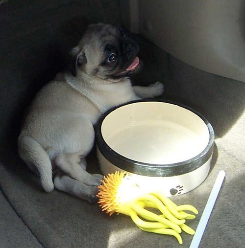 Little Sheba the Hug Pug - 5 years of Puppy Fun in Palo Alto