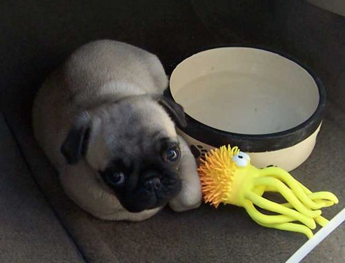 Little Sheba the Hug Pug - 5 years of Puppy Fun in Palo Alto