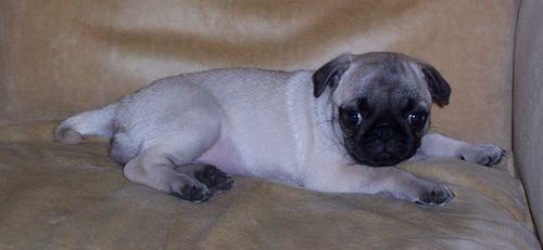 Little Sheba the Hug Pug - 5 years of Puppy Fun in Palo Alto