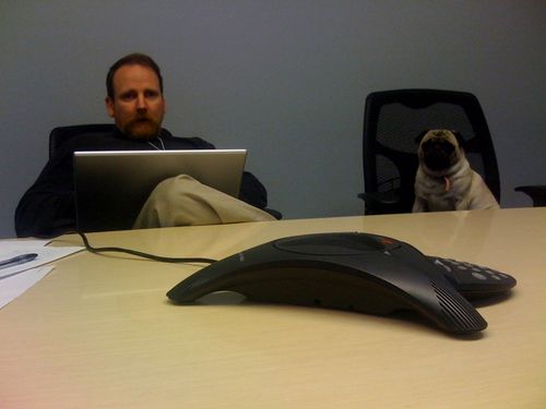 Little Sheba the Hug Pug - 5 years of Puppy Fun in Palo Alto