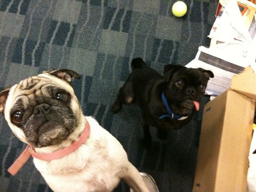 Little Sheba the Hug Pug is 6 years old