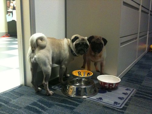 Little Sheba the Hug Pug is 6 years old