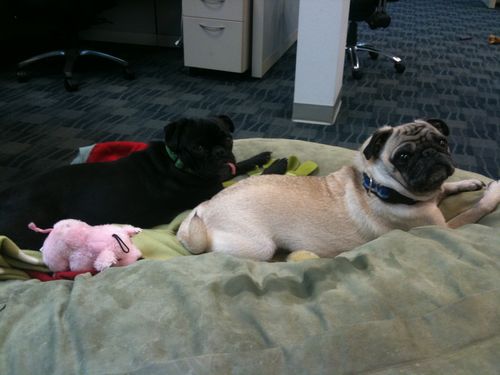Little Sheba the Hug Pug is 6 years old
