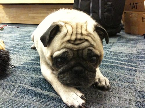 Little Sheba the Hug Pug is 6 years old