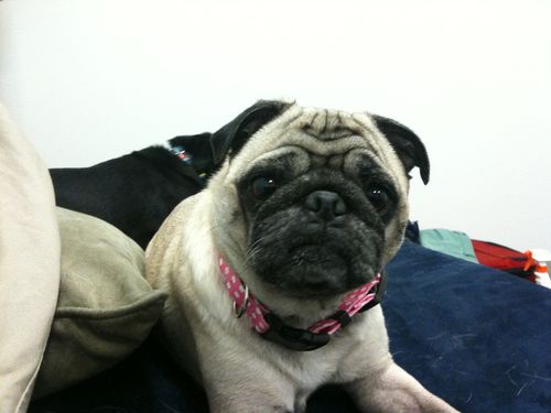 Little Sheba the Hug Pug is 6 years old