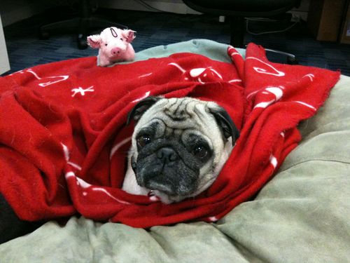 Little Sheba the Hug Pug is 6 years old