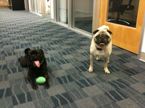 Little Sheba the Hug Pug is 6 years old