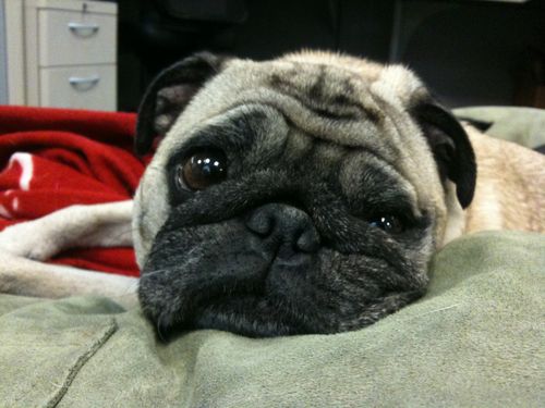 Little Sheba the Hug Pug is 6 years old