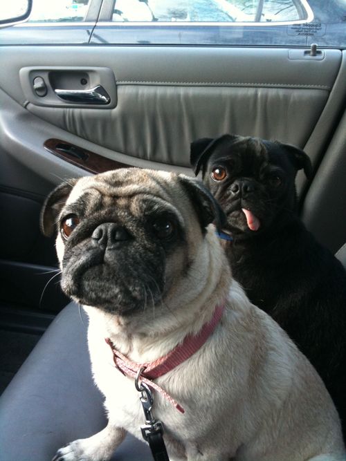 Little Sheba the Hug Pug is 6 years old