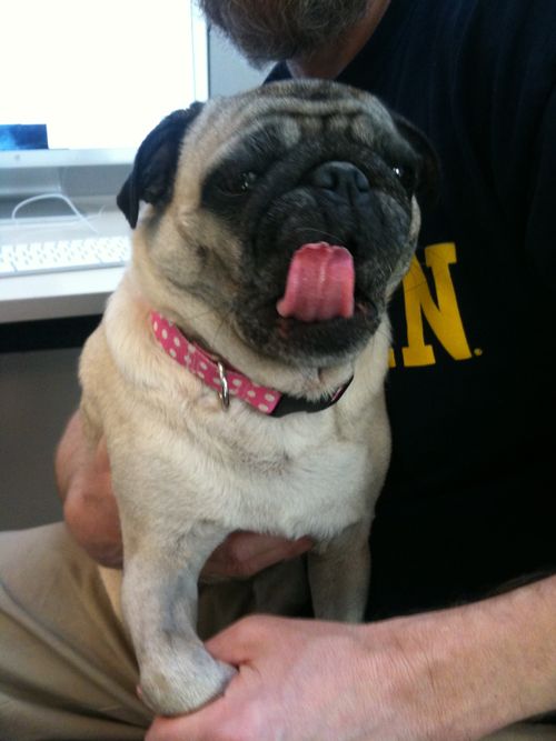 Little Sheba the Hug Pug is 6 years old