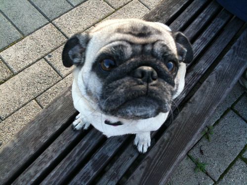 Little Sheba the Hug Pug is 6 years old
