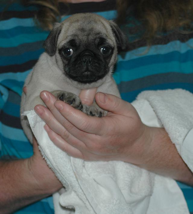 0000_babypug2
