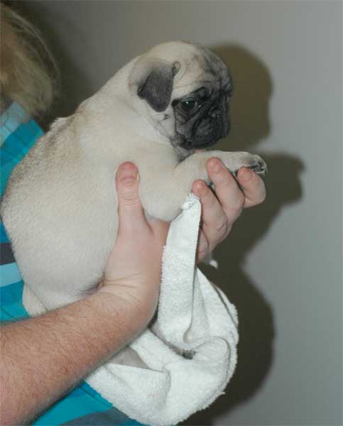 0000_babypug