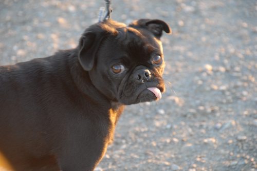 Rio and Sheba Hu Pug Bay Walk - December 15 2007!