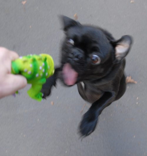 Rio and Sheba Michigan Christmas in California - December 25 2007!