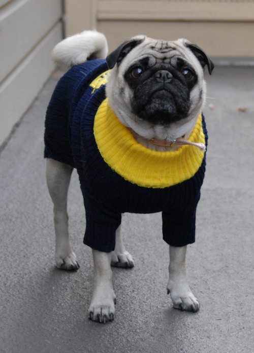 Rio and Sheba Michigan Christmas in California - December 25 2007!