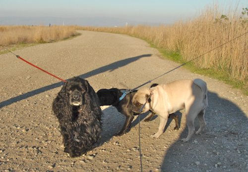 Rio and Sheba Hu Pug Bay Walk - December 15 2007!