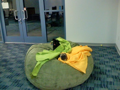 Office Pugs