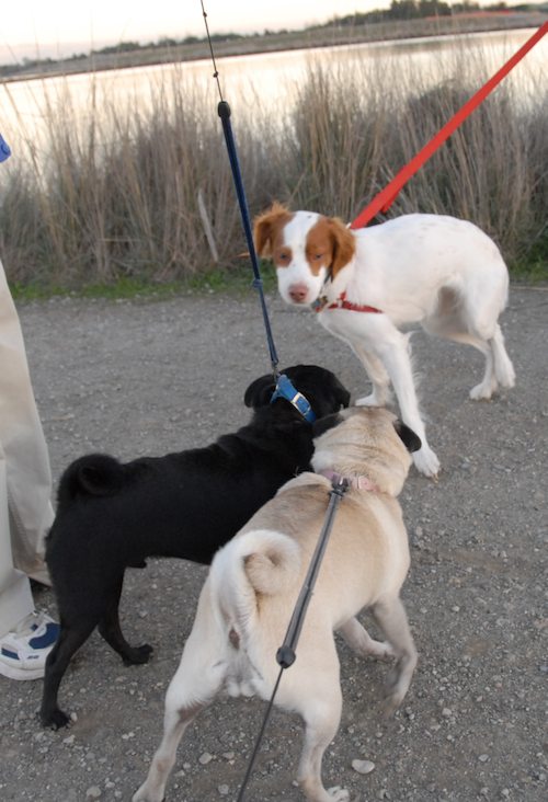 Rio and Sheba Hu Pug Bay Walk - December 15 2007!