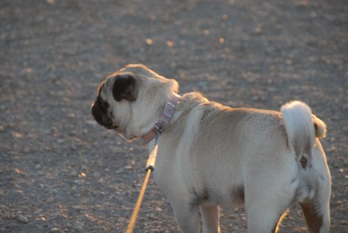 Rio and Sheba Hu Pug Bay Walk - December 15 2007!