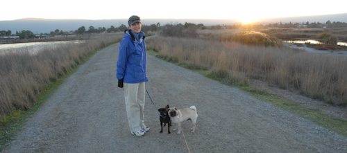 Rio and Sheba Hu Pug Bay Walk - December 15 2007!