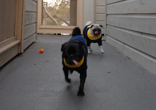 Rio and Sheba Michigan Christmas in California - December 25 2007!