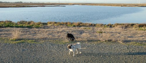 Rio and Sheba Hu Pug Bay Walk - December 15 2007!