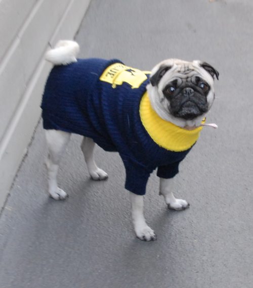 Rio and Sheba Michigan Christmas in California - December 25 2007!