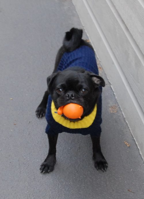 Rio and Sheba Michigan Christmas in California - December 25 2007!