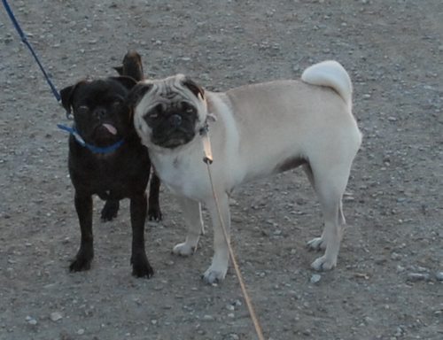 Rio and Sheba Hu Pug Bay Walk - December 15 2007!