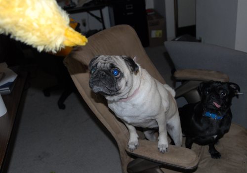 Rio and Sheba Michigan Christmas in California - December 25 2007!