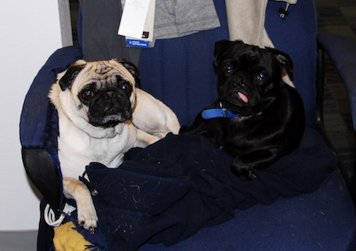 Happy Birthday to Sheba - Fours Years Old