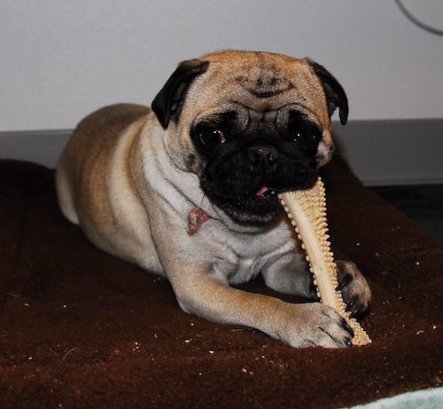 Happy Birthday to Sheba - Fours Years Old