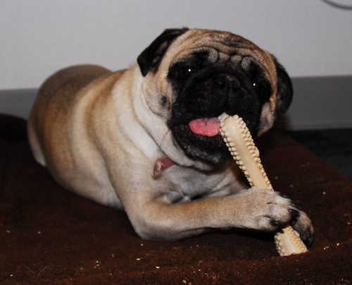 Happy Birthday to Sheba - Fours Years Old