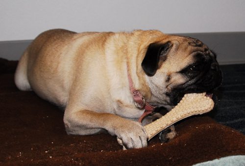 Happy Birthday to Sheba - Fours Years Old